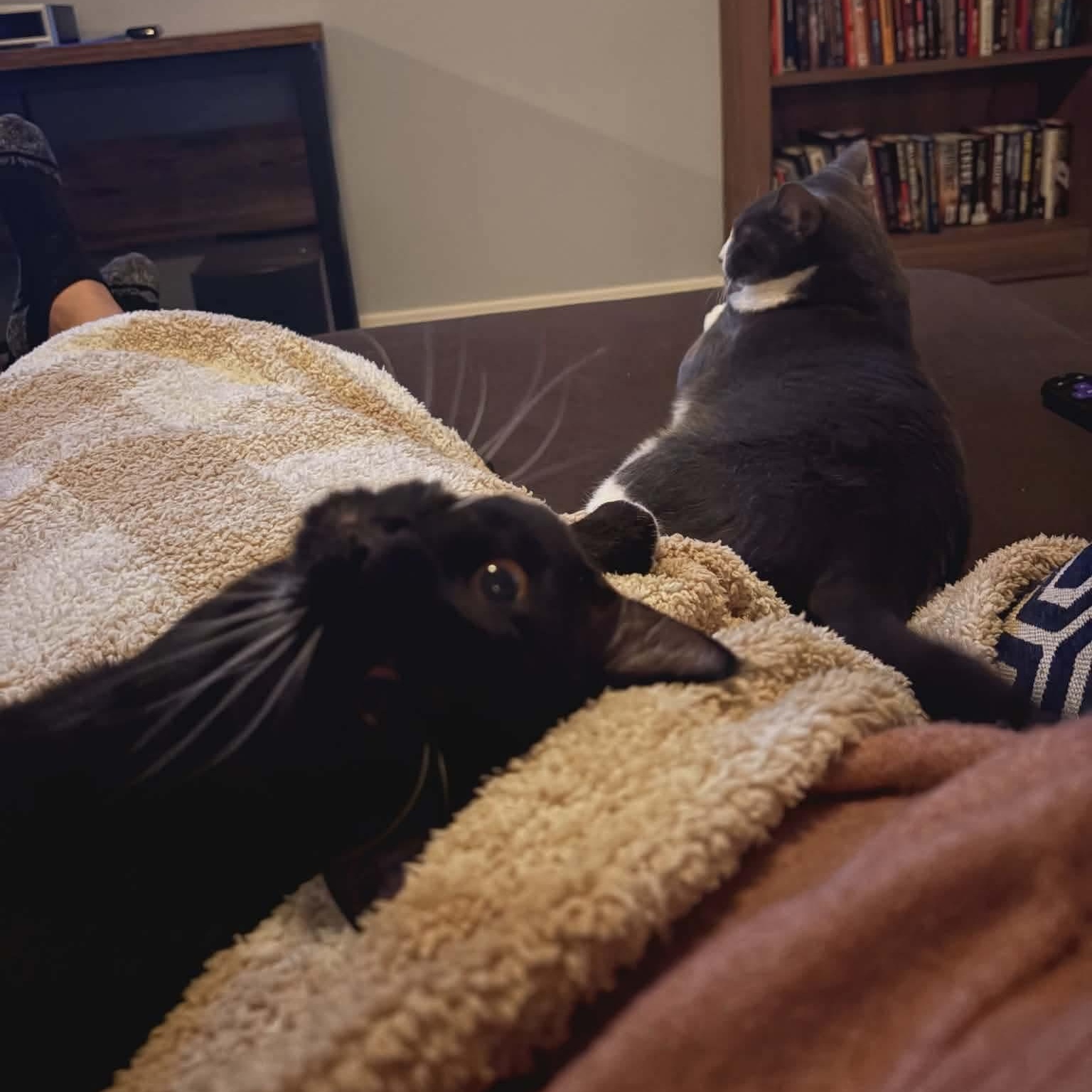 Enlarge Bootsie - 20% off , a ADOPTABLE mixed breed in Gladstone, OR image 3/4