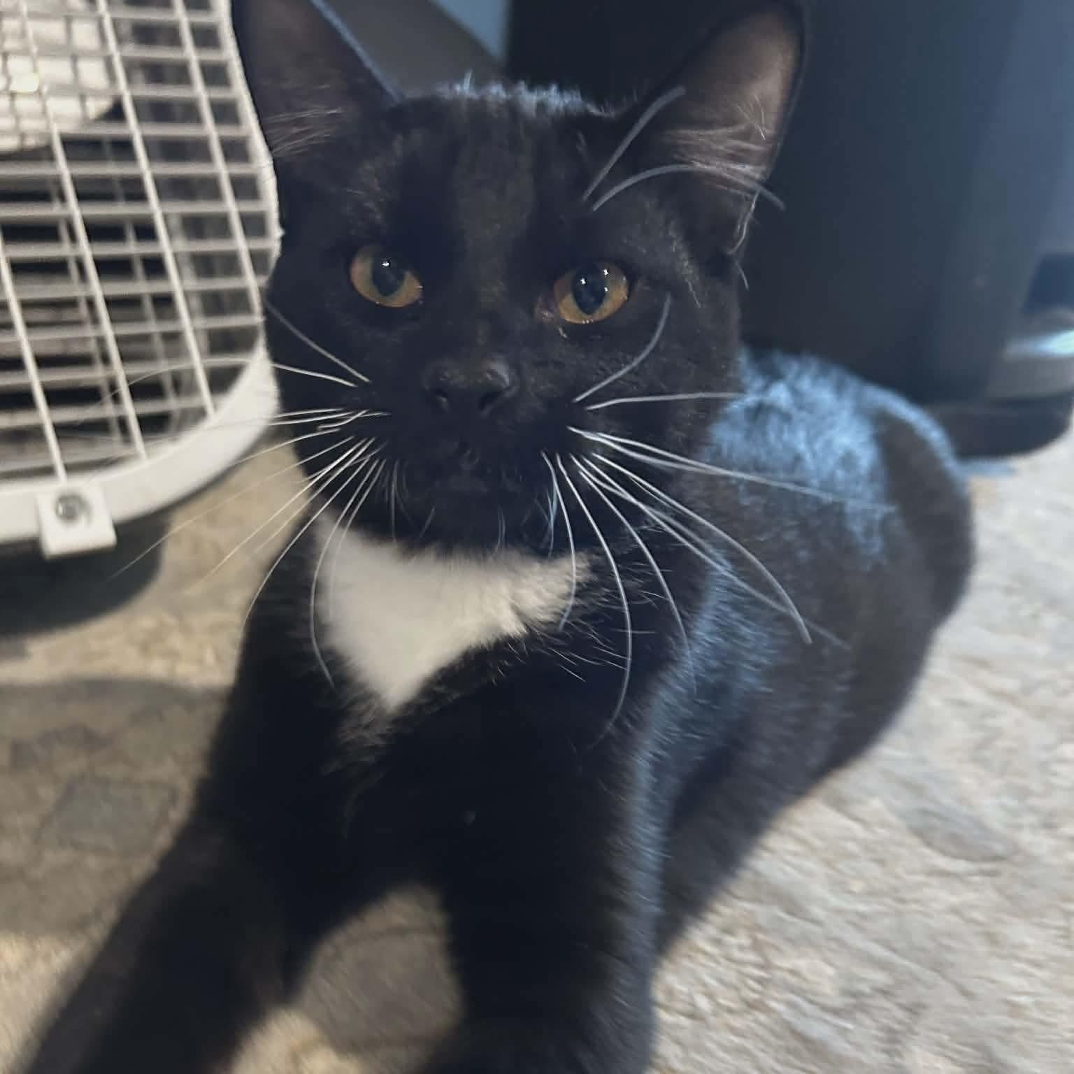 Enlarge Bootsie - 20% off , a ADOPTABLE mixed breed in Gladstone, OR image 1/4