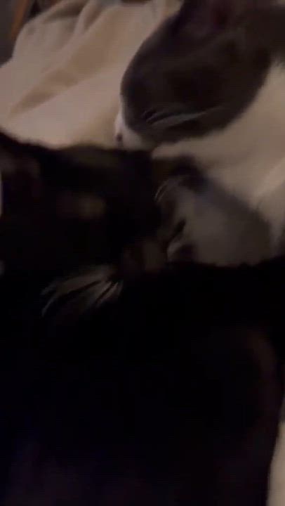 Enlarge Bootsie - 20% off , a ADOPTABLE mixed breed in Gladstone, OR video 4/4