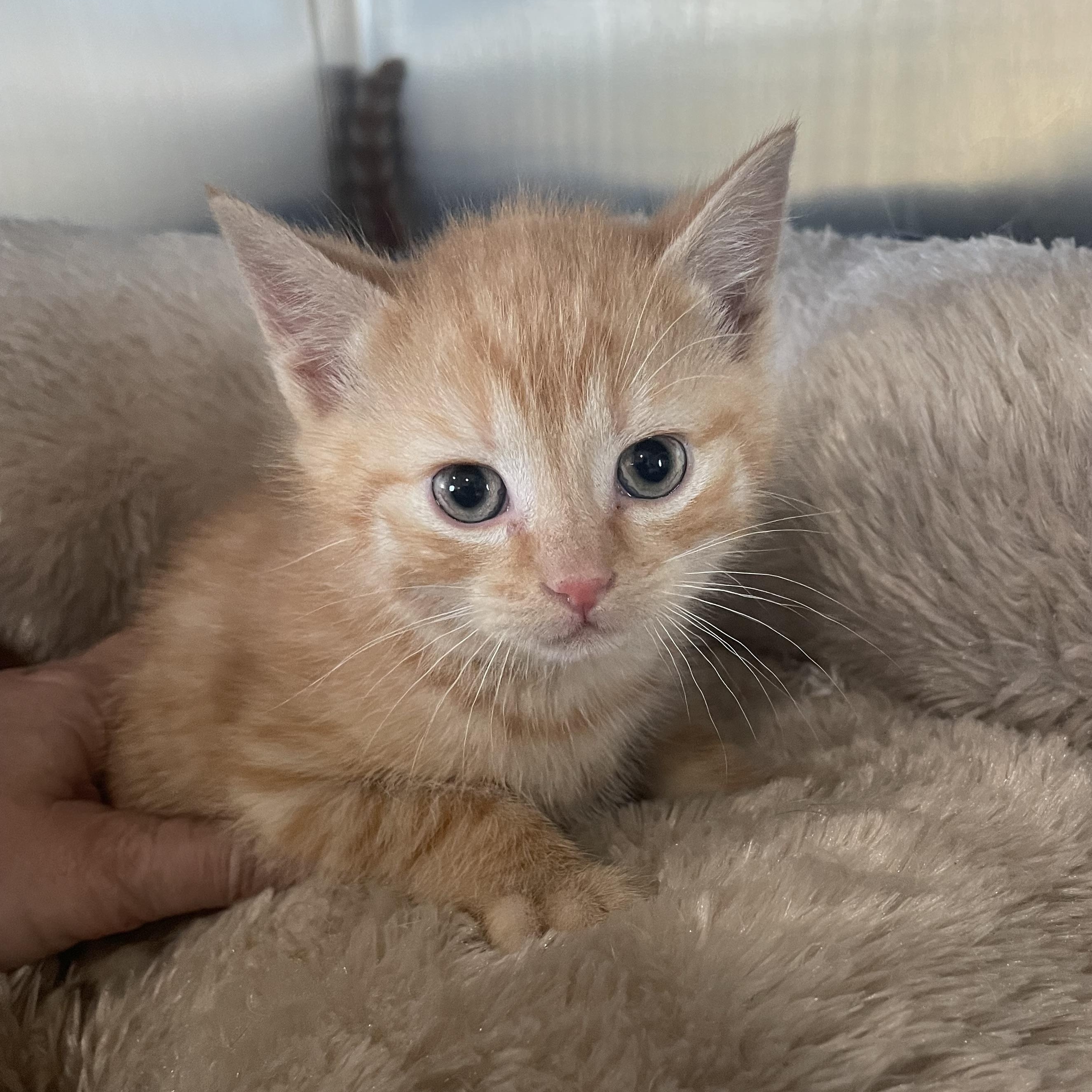 Frankie, ADOPTABLE, Kitten Male Domestic Short Hair.