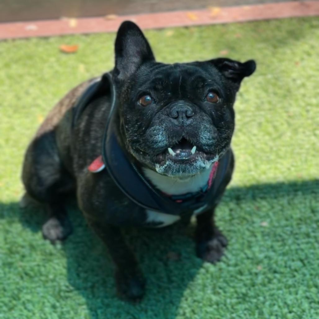 Reba, Adoptable, Adult Female French Bulldog.