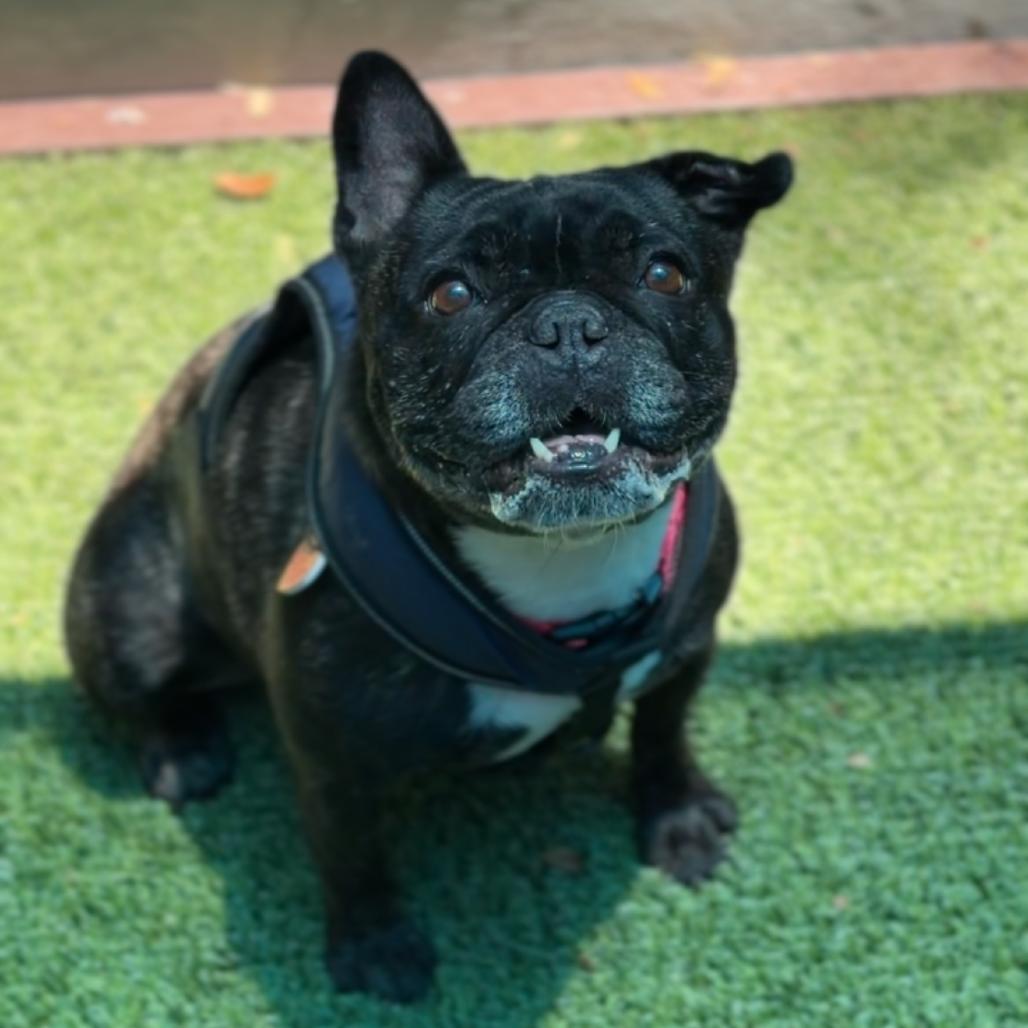 Enlarge Reba, a Adoptable French Bulldog in Saint Charles, MO image 2/6