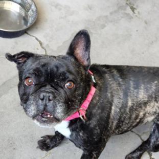 Enlarge Reba, a Adoptable French Bulldog in Saint Charles, MO image 3/6