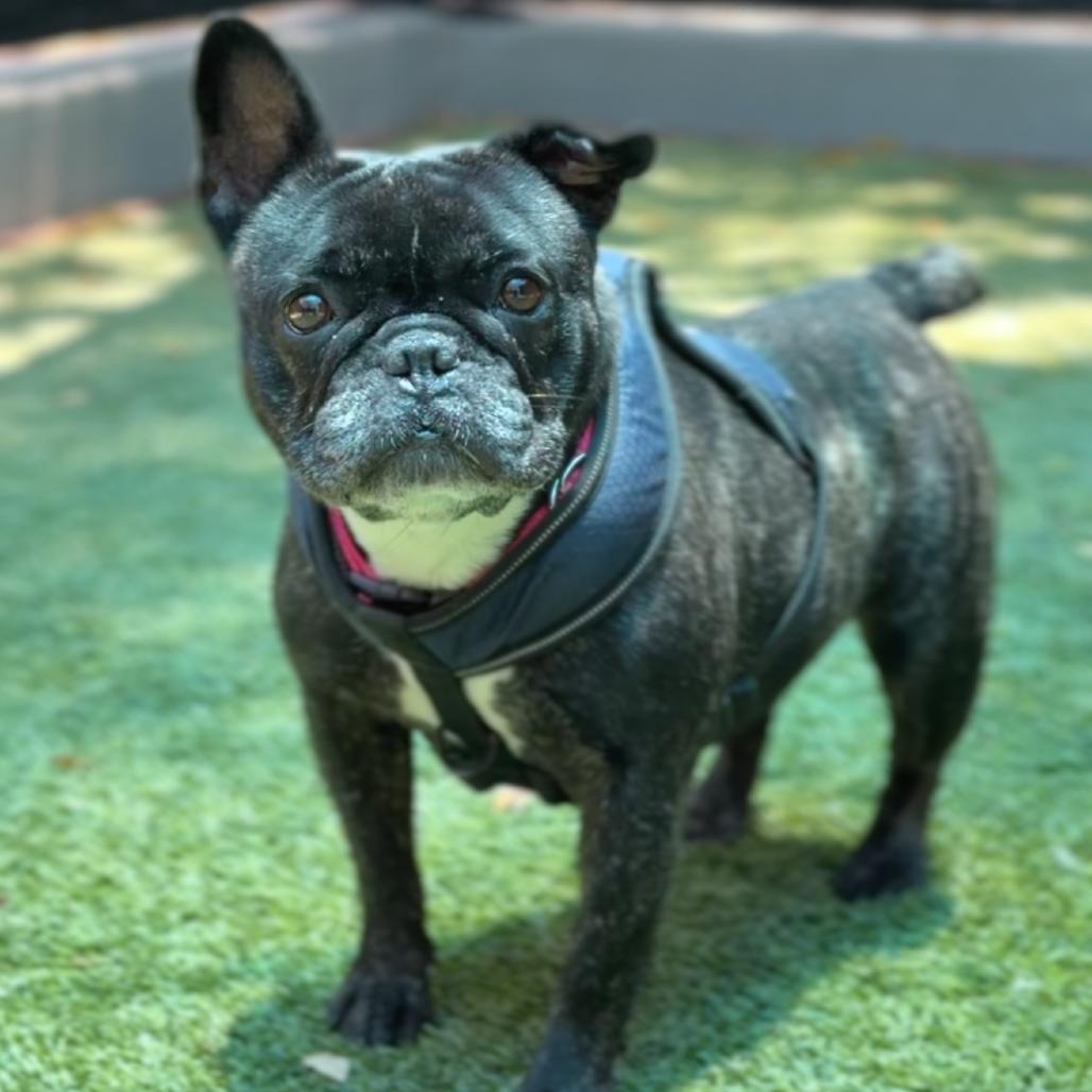 Enlarge Reba, a Adoptable French Bulldog in Saint Charles, MO image 4/6