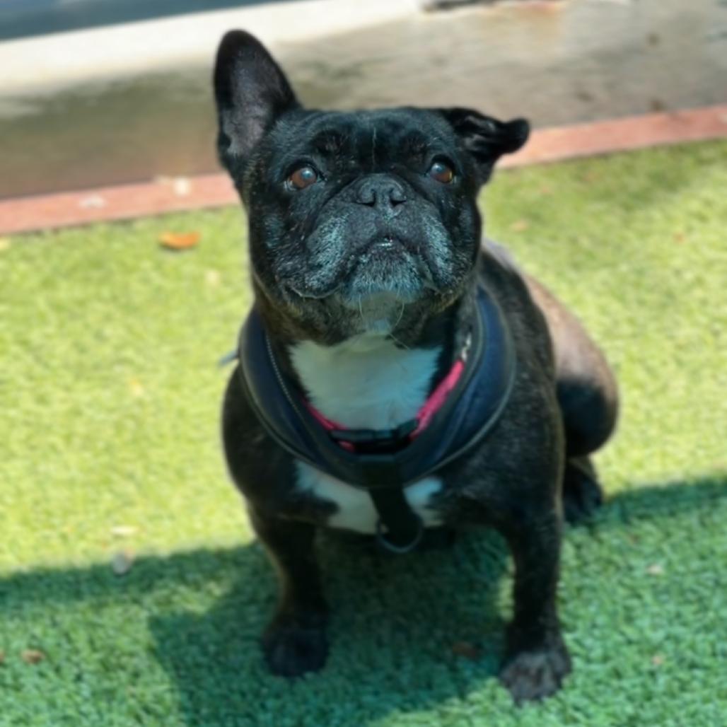 Enlarge Reba, a Adoptable French Bulldog in Saint Charles, MO image 5/6