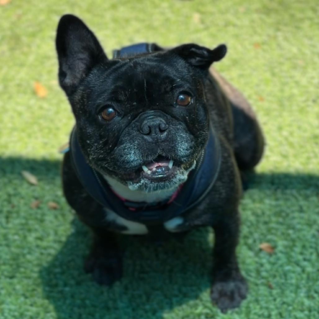 Enlarge Reba, a Adoptable French Bulldog in Saint Charles, MO image 6/6
