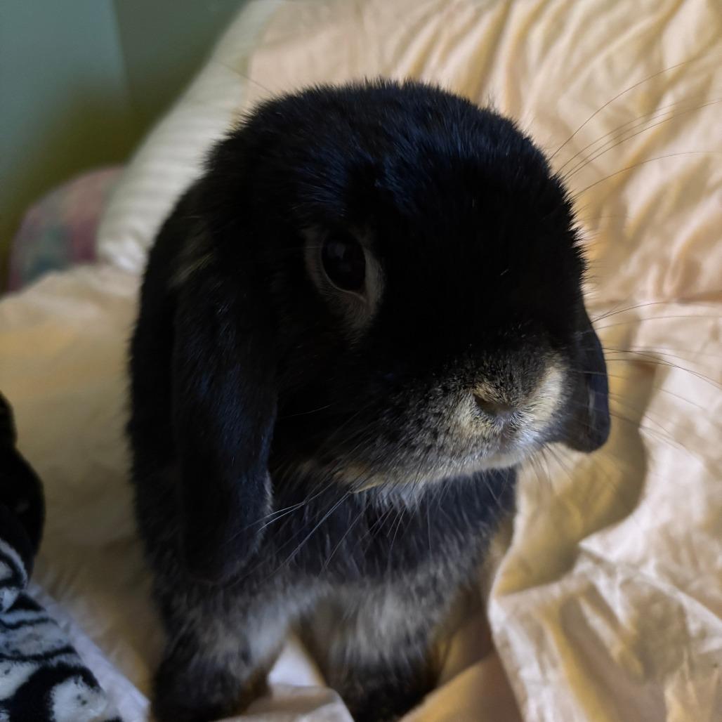 Smokey (and Dawn), Adoptable, Adult Male Holland Lop.