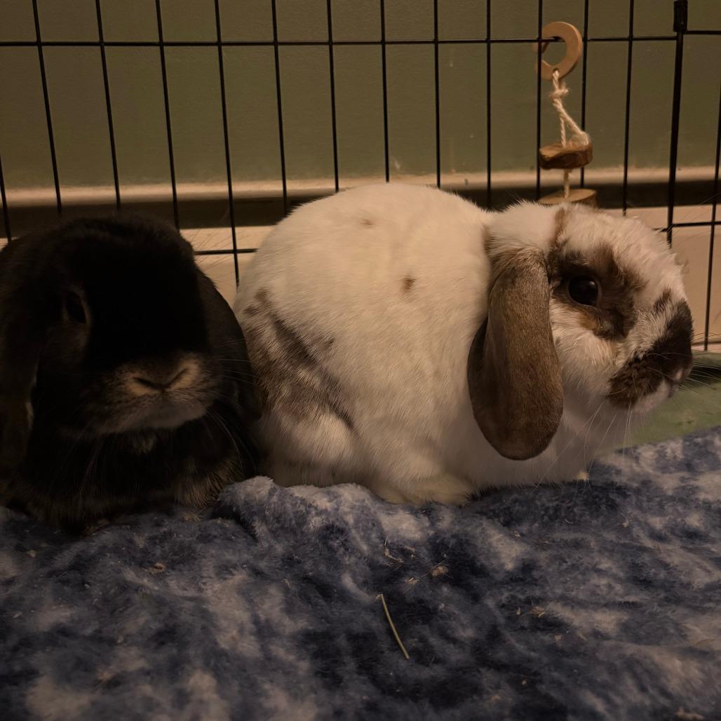 Smokey (and Dawn), Adoptable, Adult Male Holland Lop.