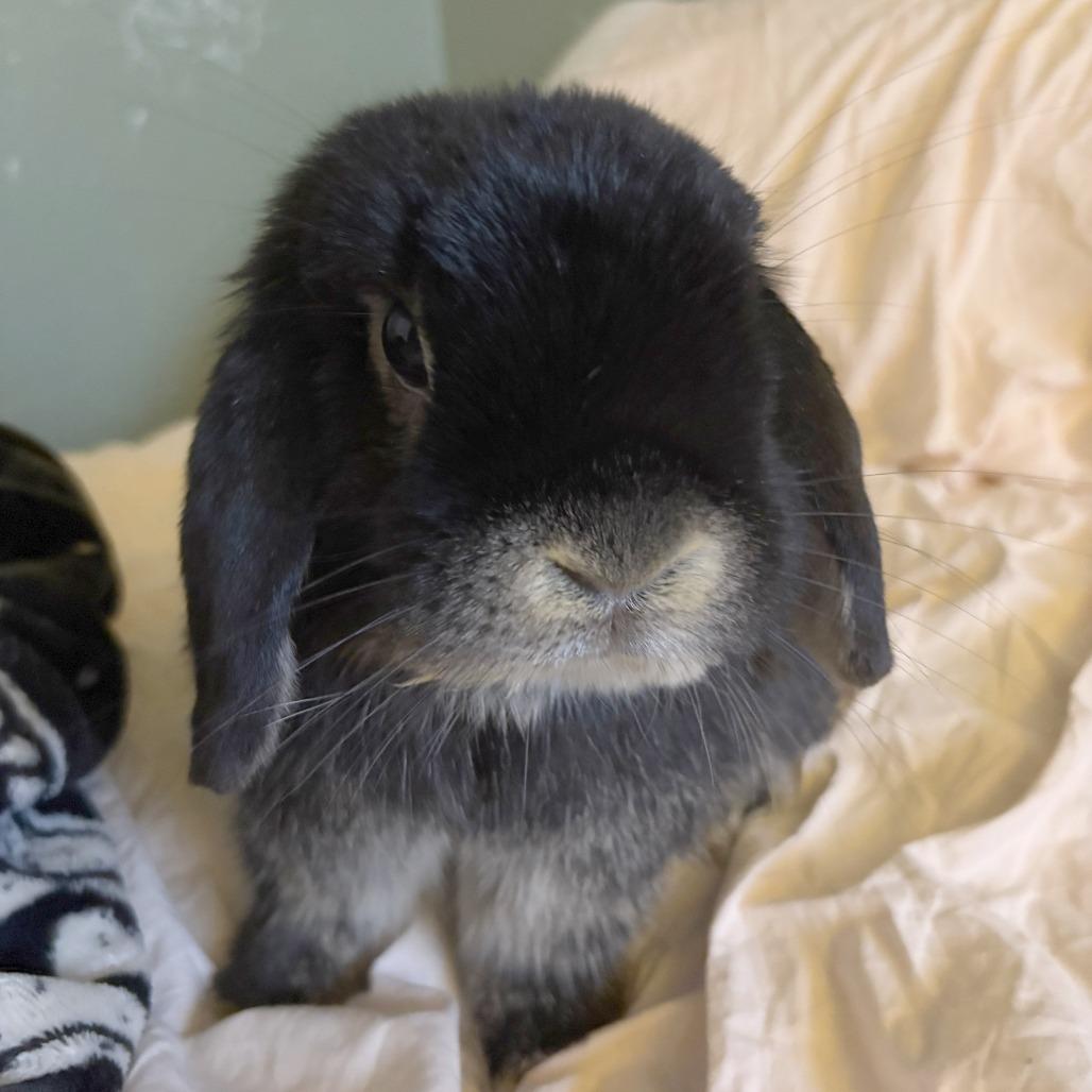 Enlarge Smokey (and Dawn), a Adoptable Holland Lop in Baltimore, MD image 2/3