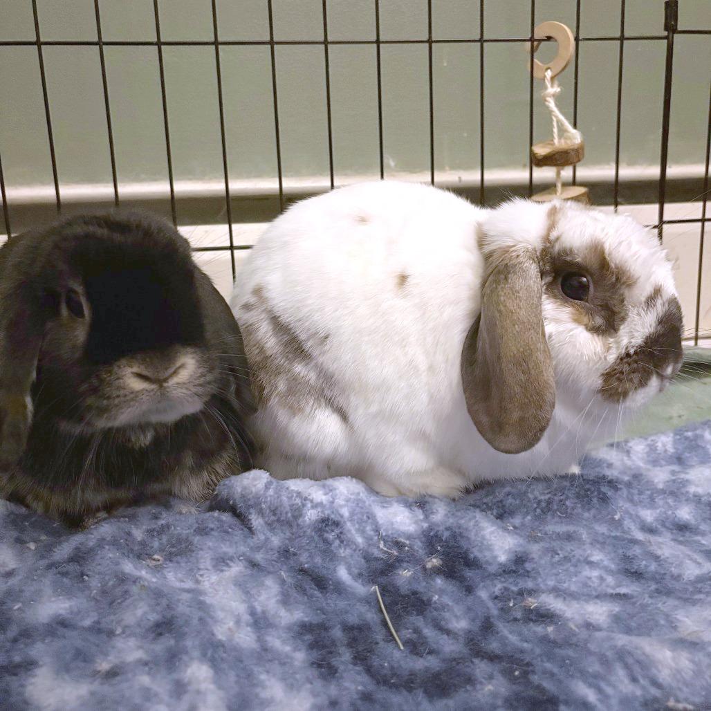 Enlarge Smokey (and Dawn), a Adoptable Holland Lop in Baltimore, MD image 3/3