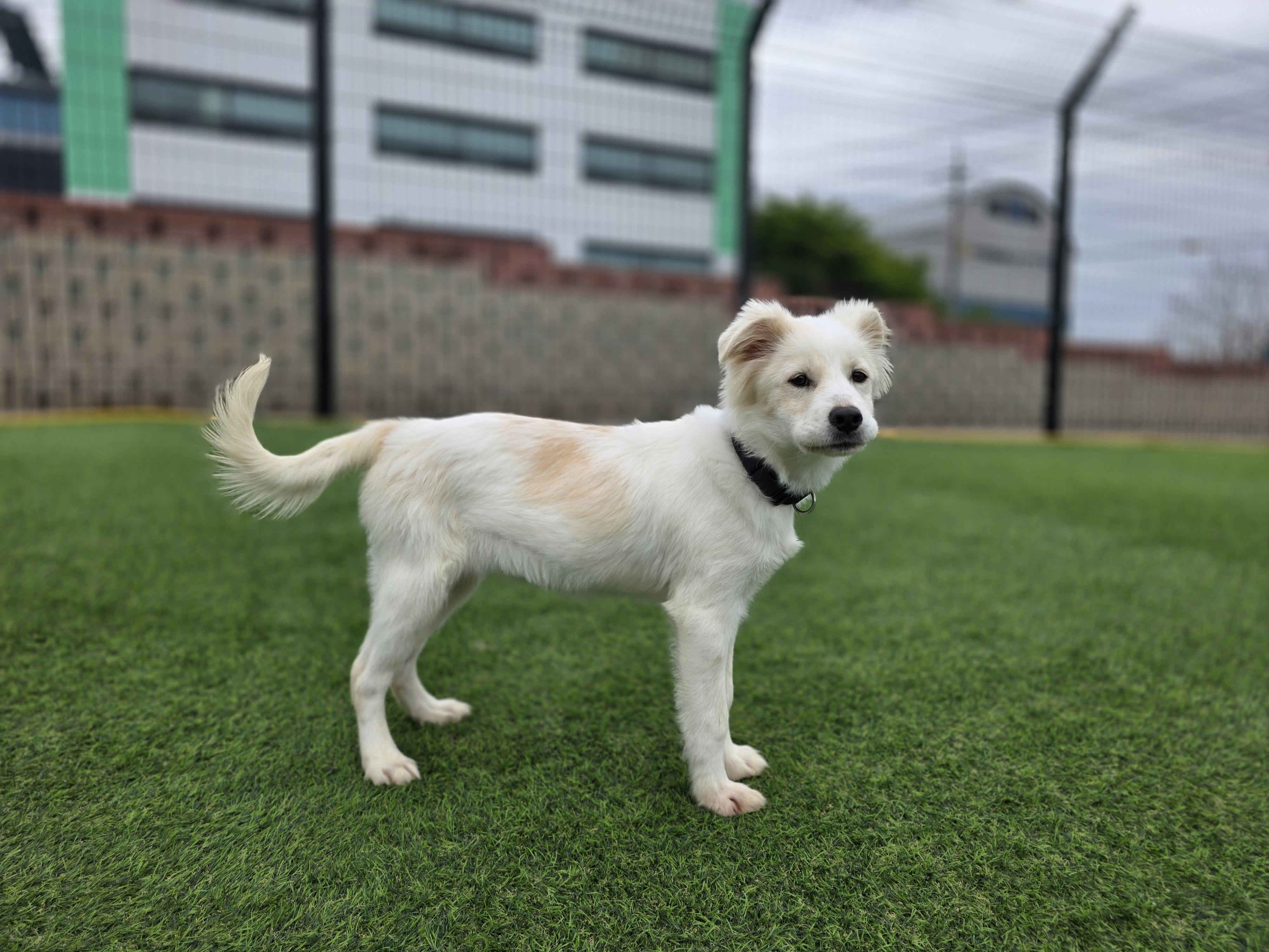 Enlarge Minky- 20 lbs..Sweetheart, a Adopted mixed breed in Elma, WA image 1/7
