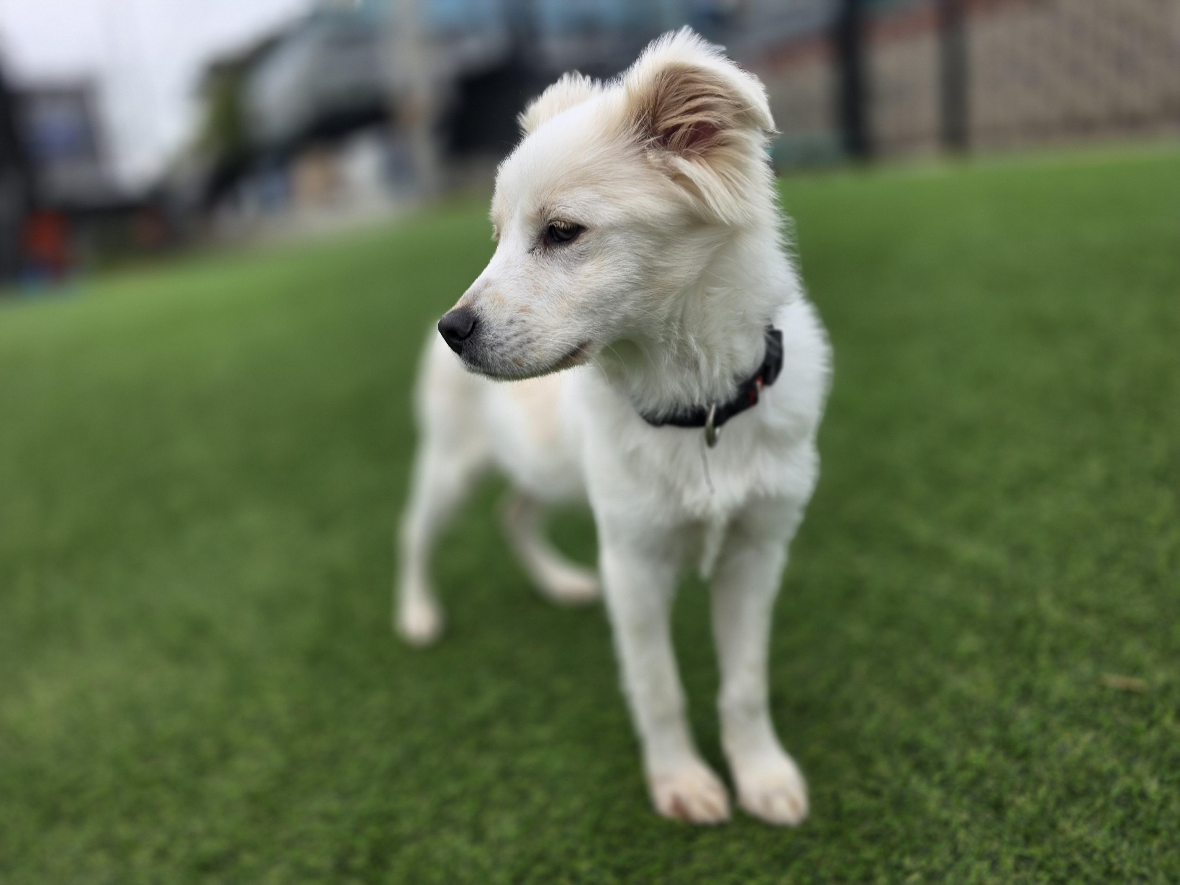 Enlarge Minky- 20 lbs..Sweetheart, a Adopted mixed breed in Elma, WA image 2/7