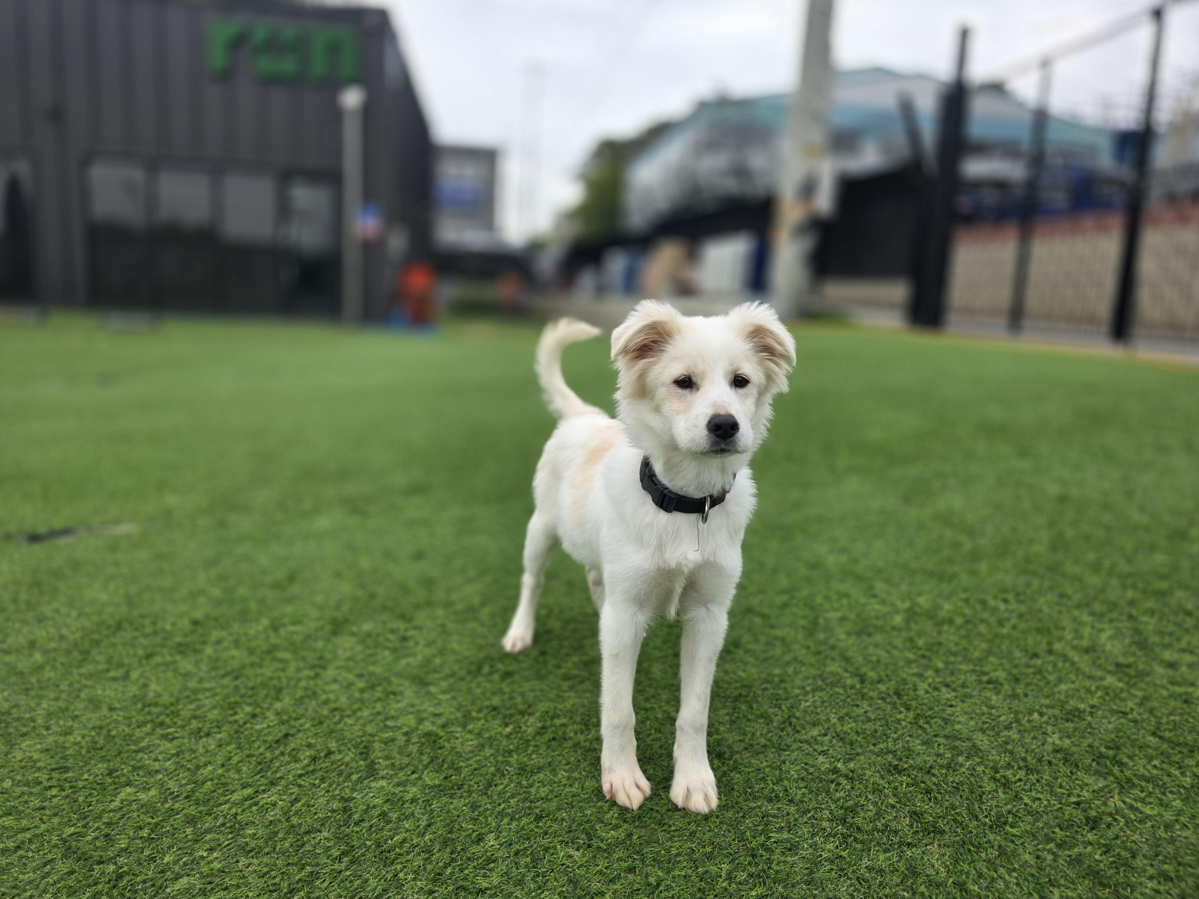 Enlarge Minky- 20 lbs..Sweetheart, a Adopted mixed breed in Elma, WA image 7/7