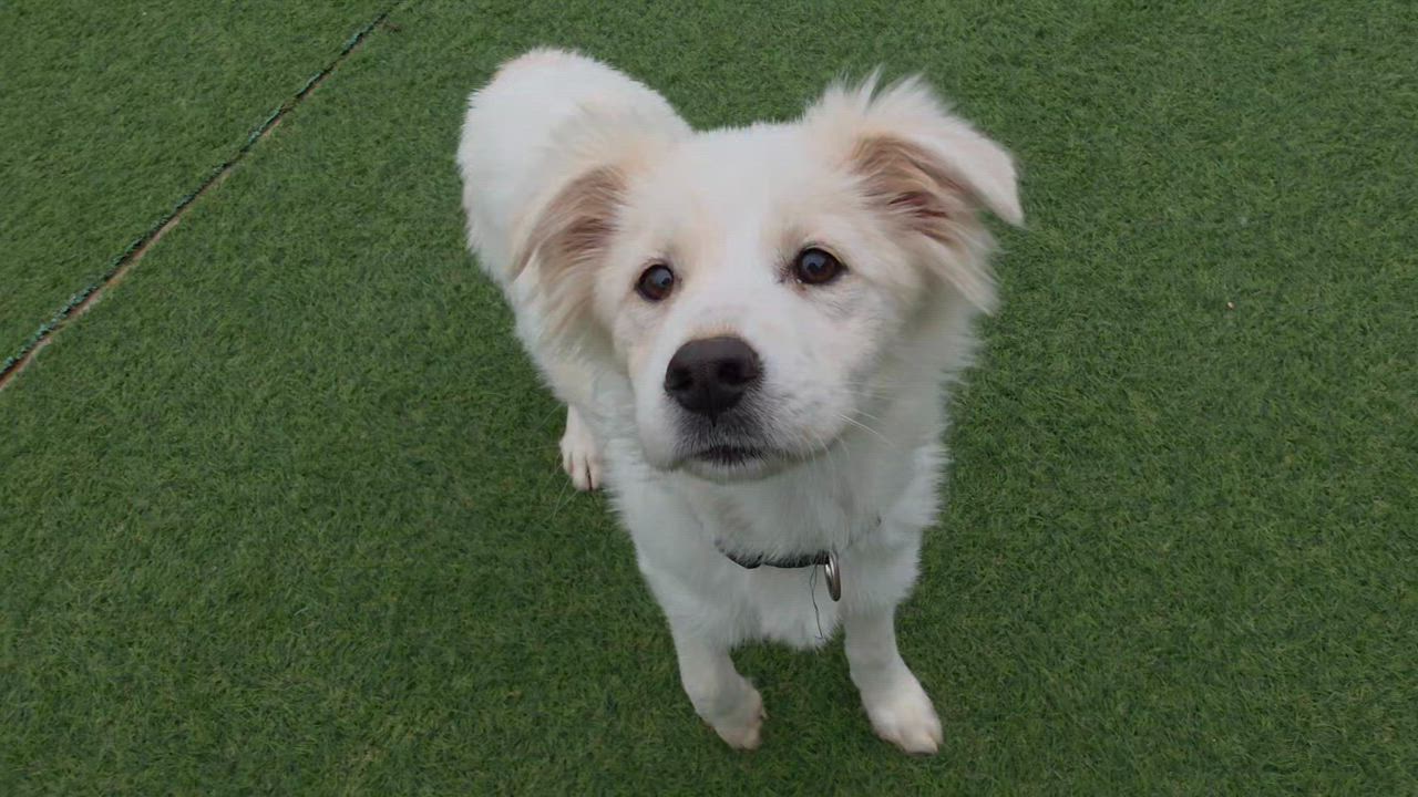 Enlarge Minky- 20 lbs..Sweetheart, a Adopted mixed breed in Elma, WA video 4/7