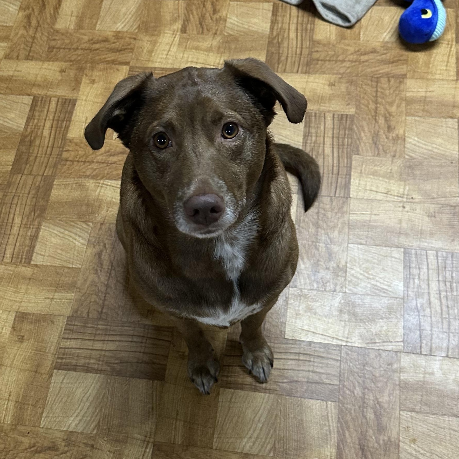 Hazel