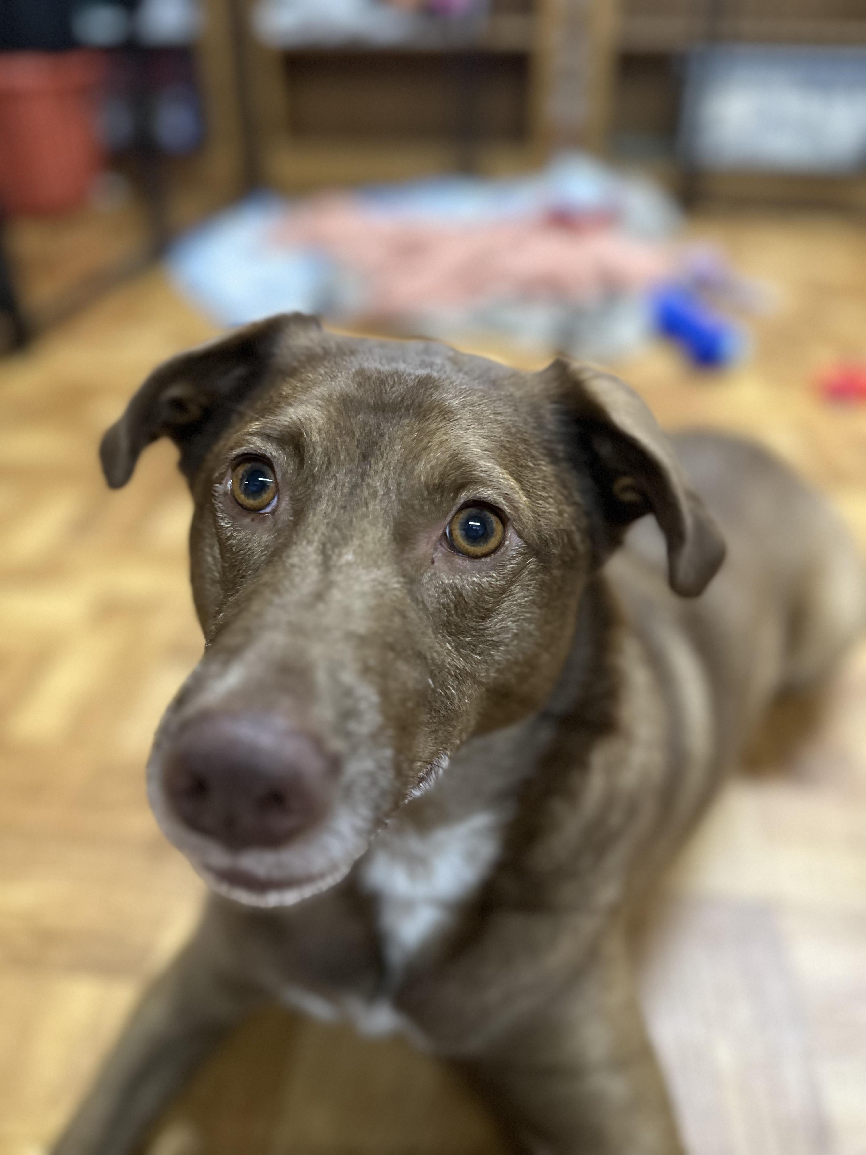 Hazel