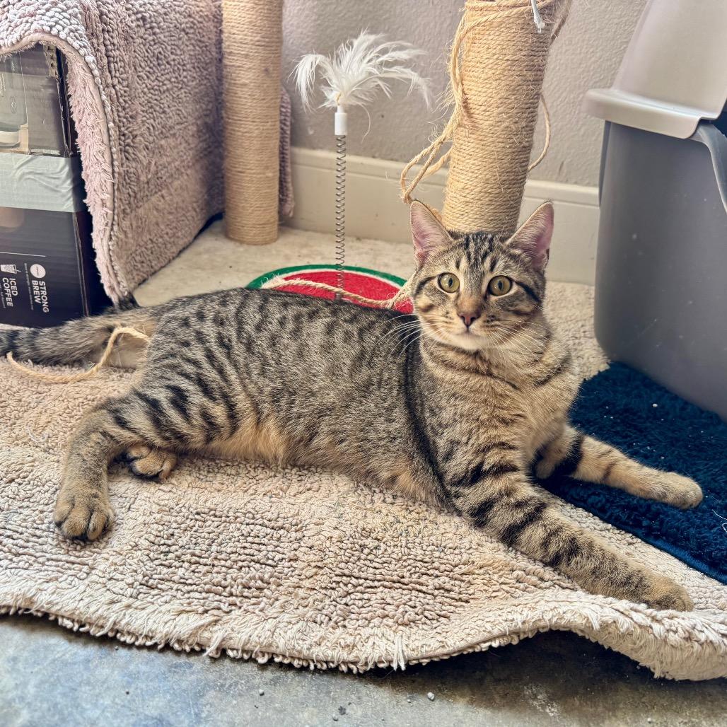 Enlarge Blazer, a Adoptable Domestic Short Hair in Fredericksburg, TX image 1/3