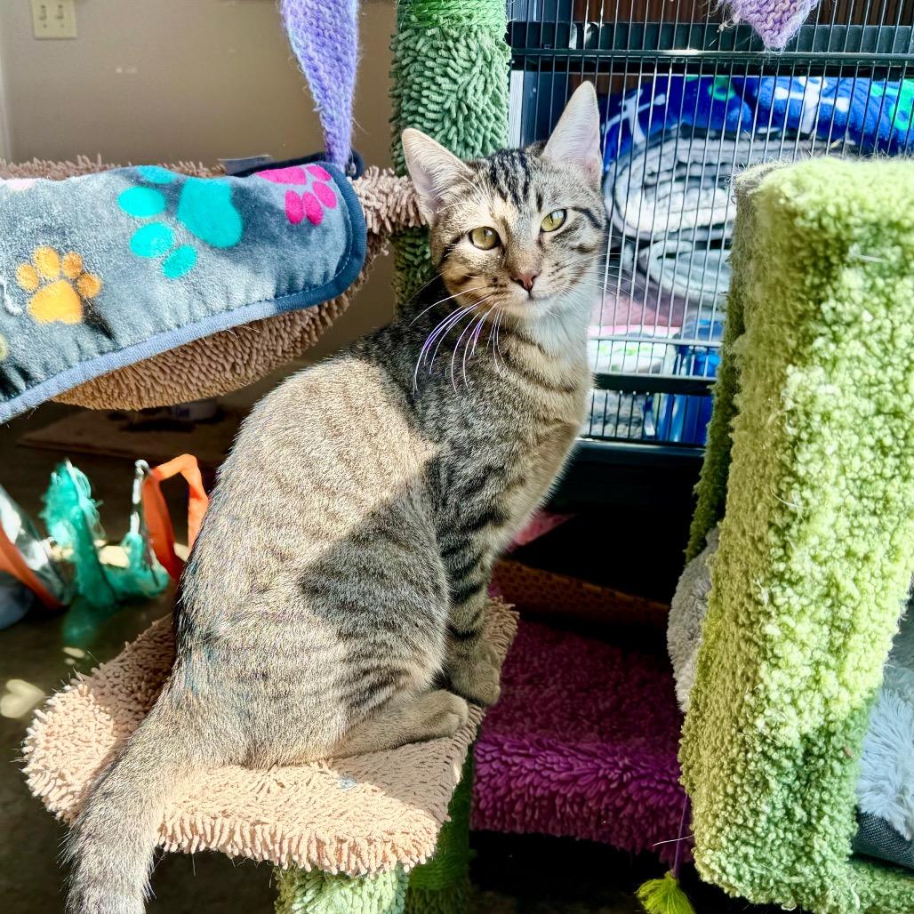 Enlarge Blazer, a Adoptable Domestic Short Hair in Fredericksburg, TX image 2/5