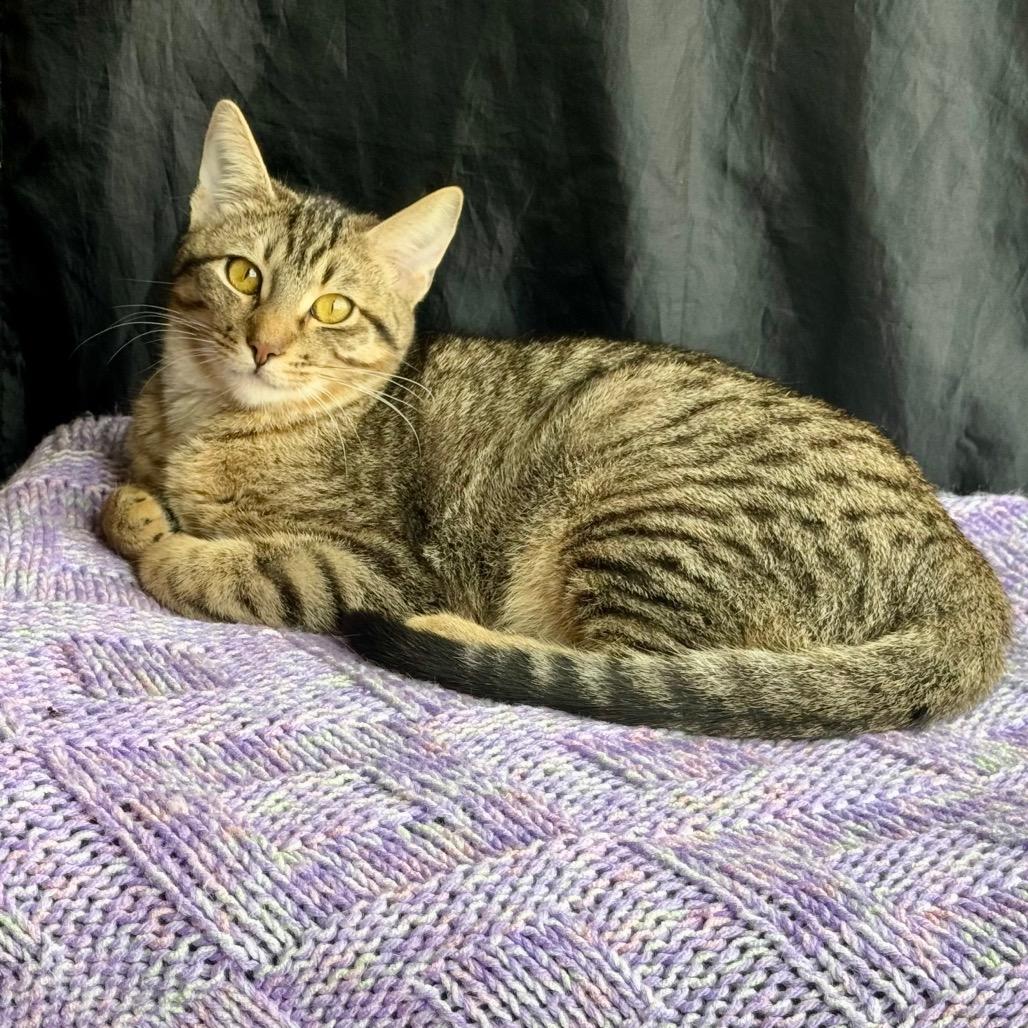 Enlarge Blazer, a Adoptable Domestic Short Hair in Fredericksburg, TX image 3/5