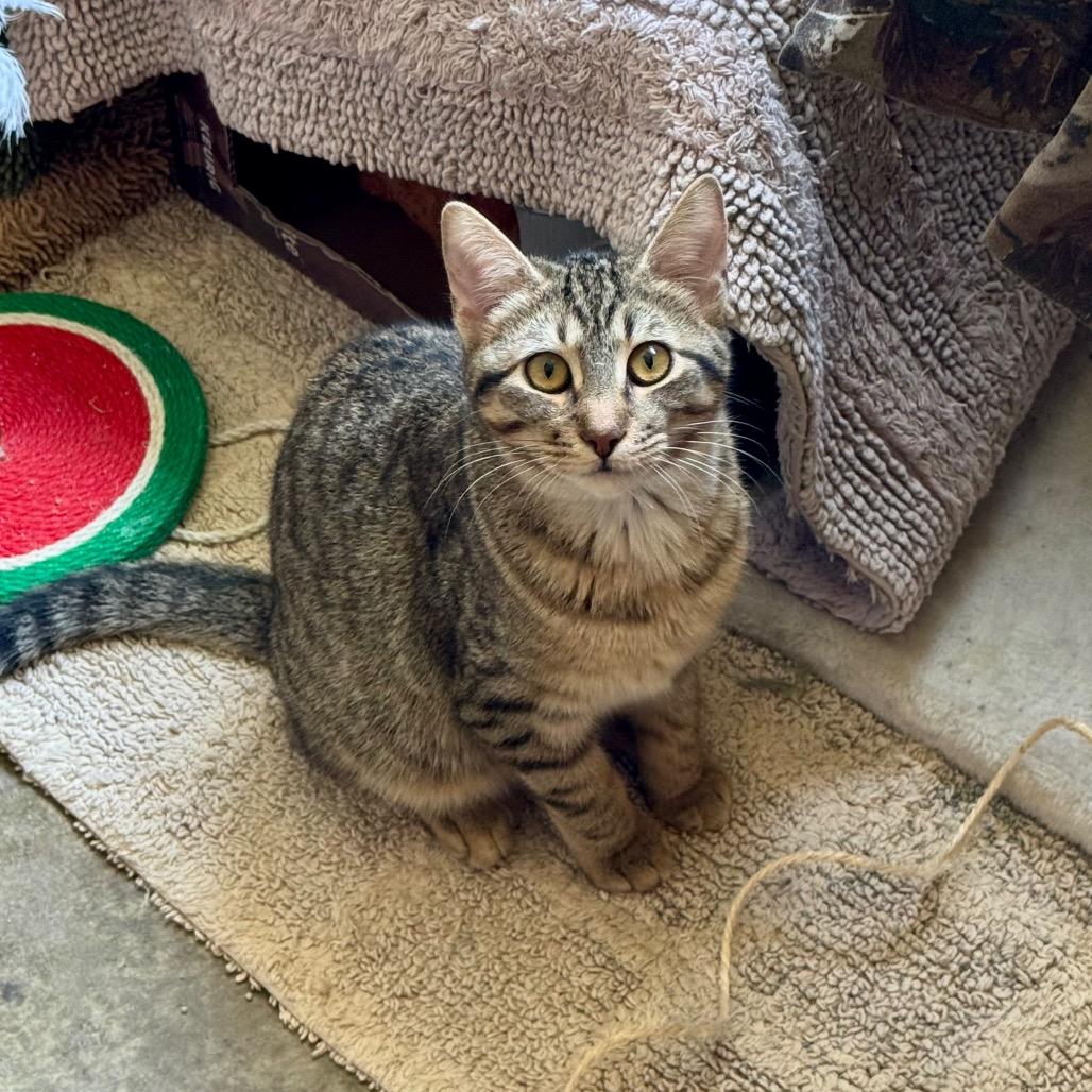 Enlarge Blazer, a Adoptable Domestic Short Hair in Fredericksburg, TX image 2/3