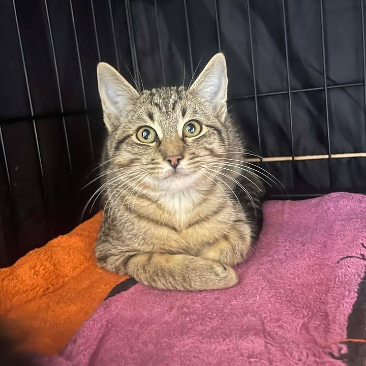 Enlarge Blazer, a Adoptable Domestic Short Hair in Fredericksburg, TX image 3/3