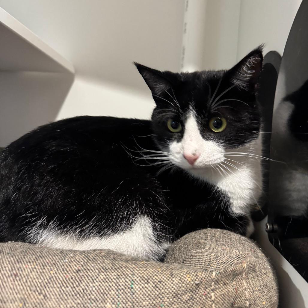 Tux, Adoptable, Adult Male Domestic Short Hair.