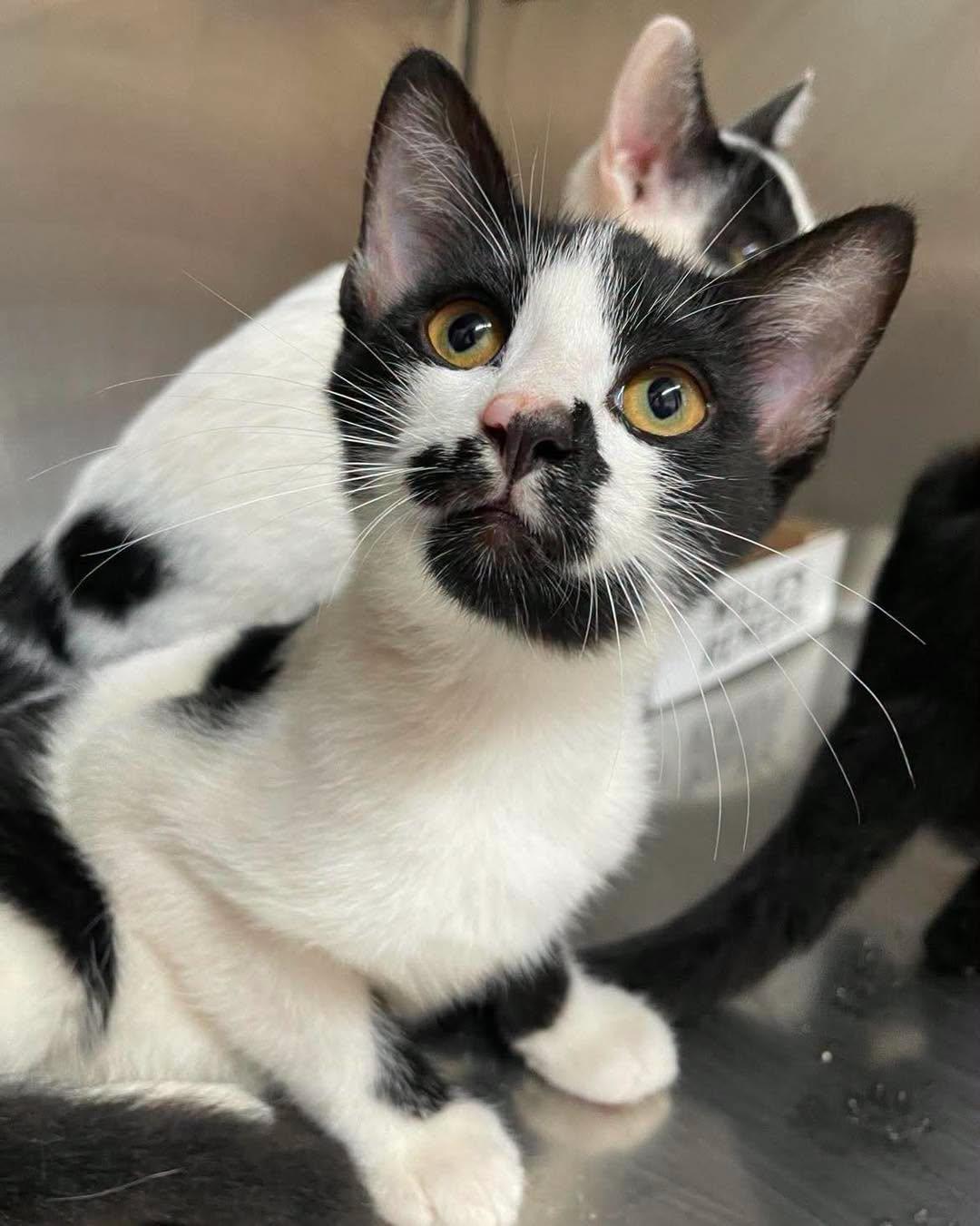 Angus, ADOPTABLE, Young Male Domestic Short Hair.