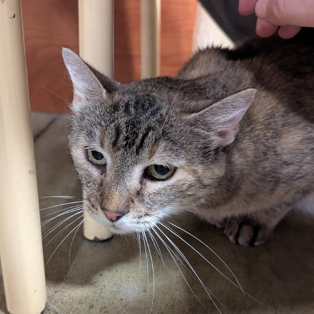 Enlarge Squeakers, a Adoptable Domestic Short Hair in Columbia, MO image 2/4