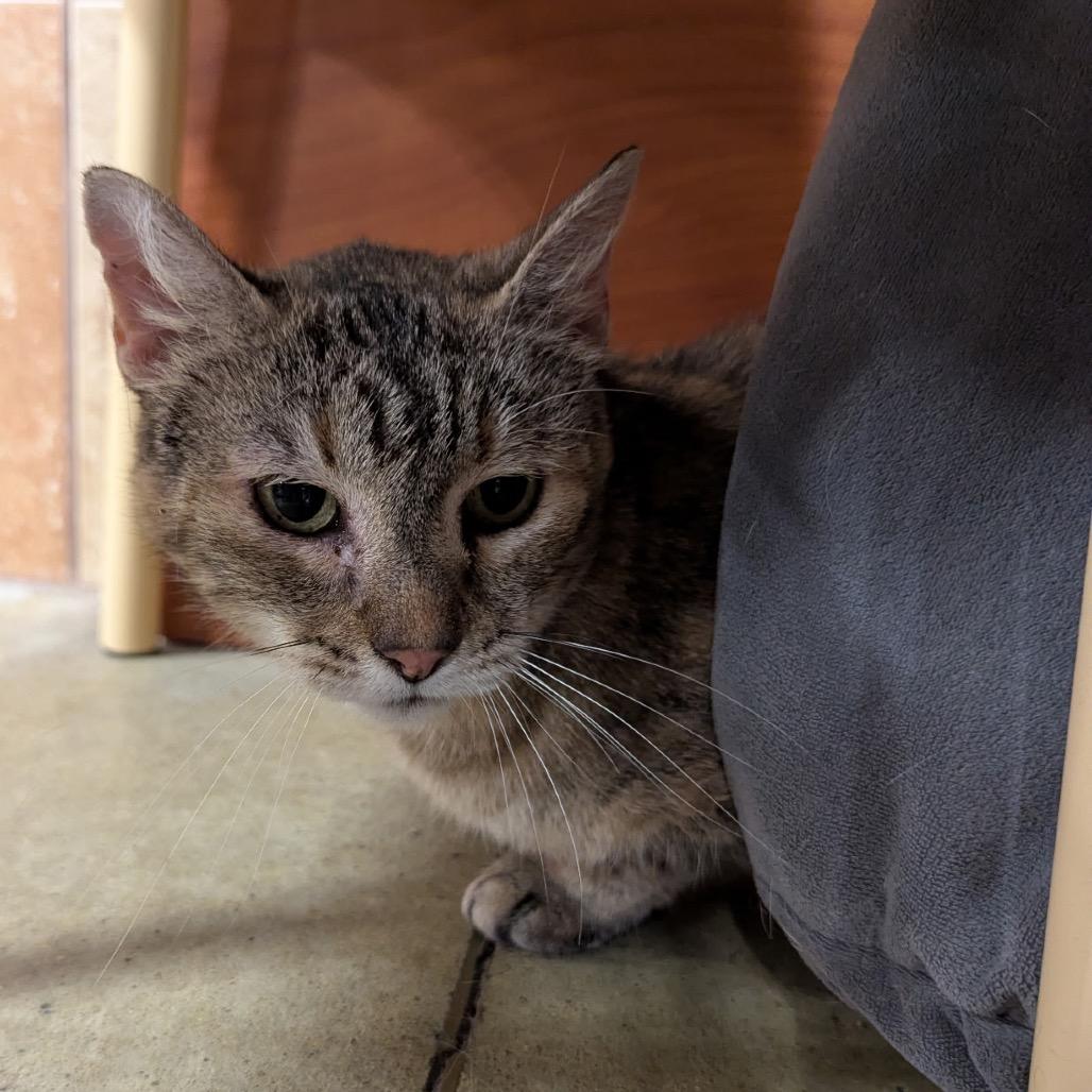 Enlarge Squeakers, a Adoptable Domestic Short Hair in Columbia, MO image 3/4