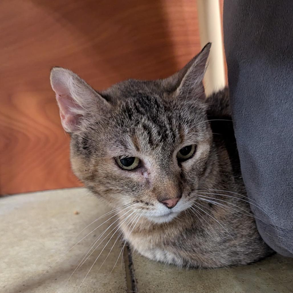 Squeakers, Adoptable, Adult Female Domestic Short Hair.