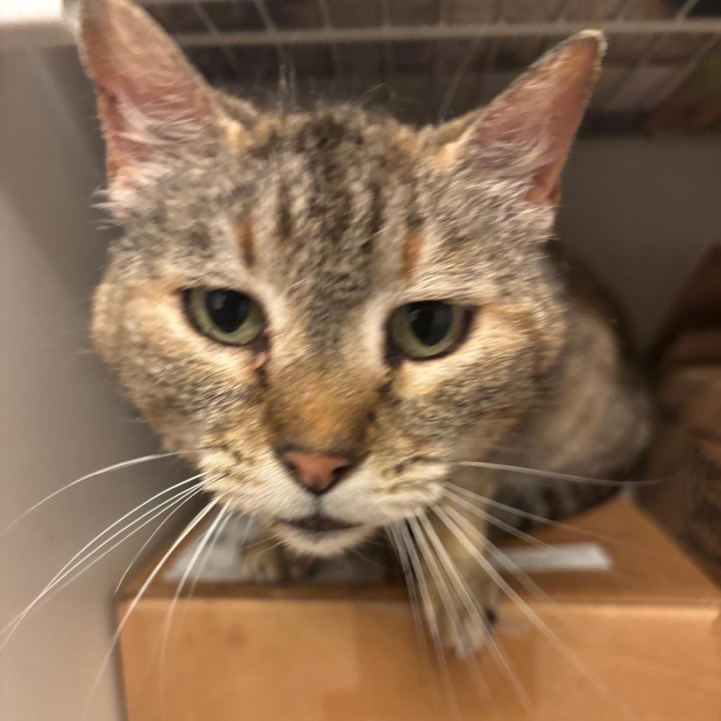 Squeakers, Adoptable, Adult Female Domestic Short Hair.