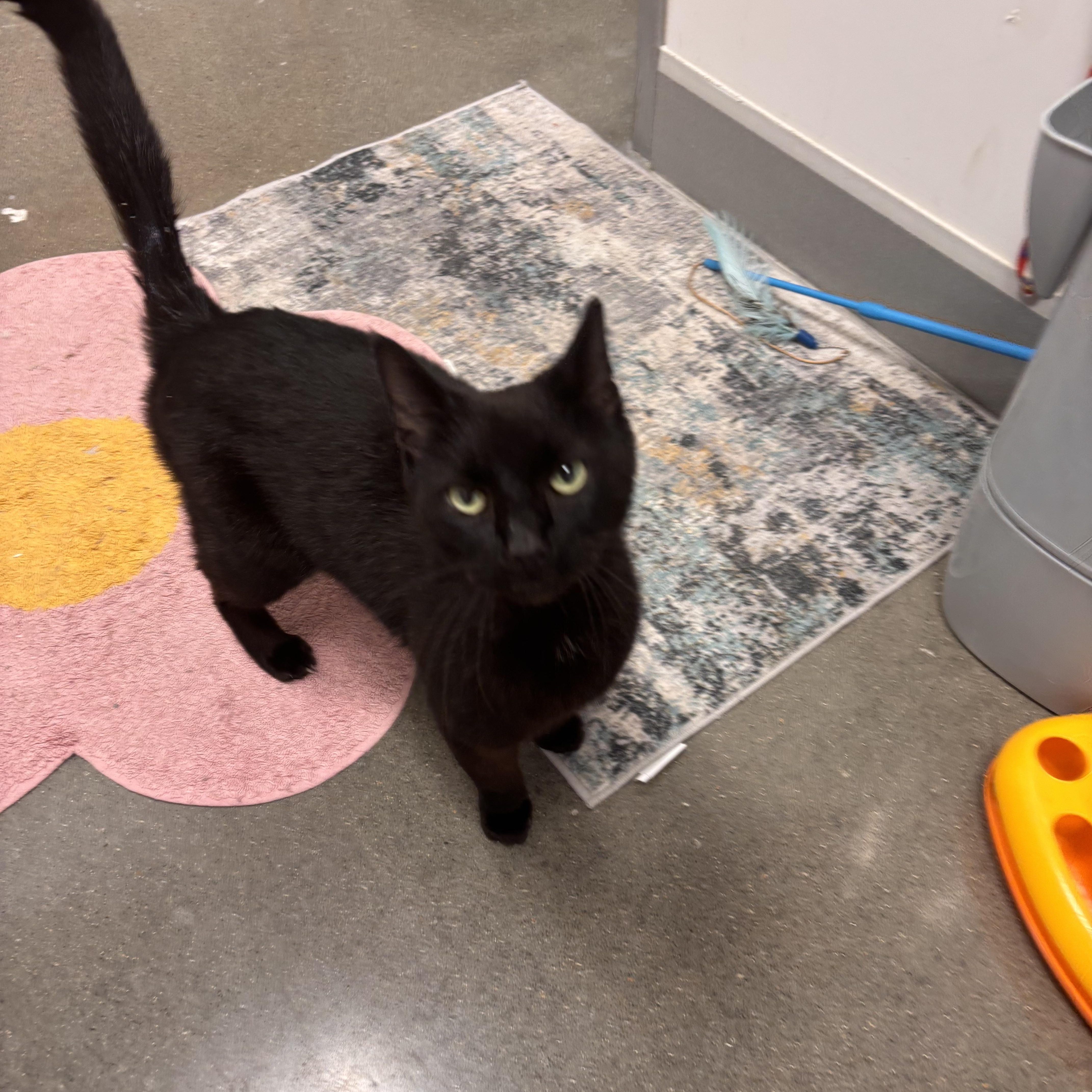 Enlarge Big Eddie, a ADOPTABLE Domestic Short Hair in Woodlawn, TN image 2/3