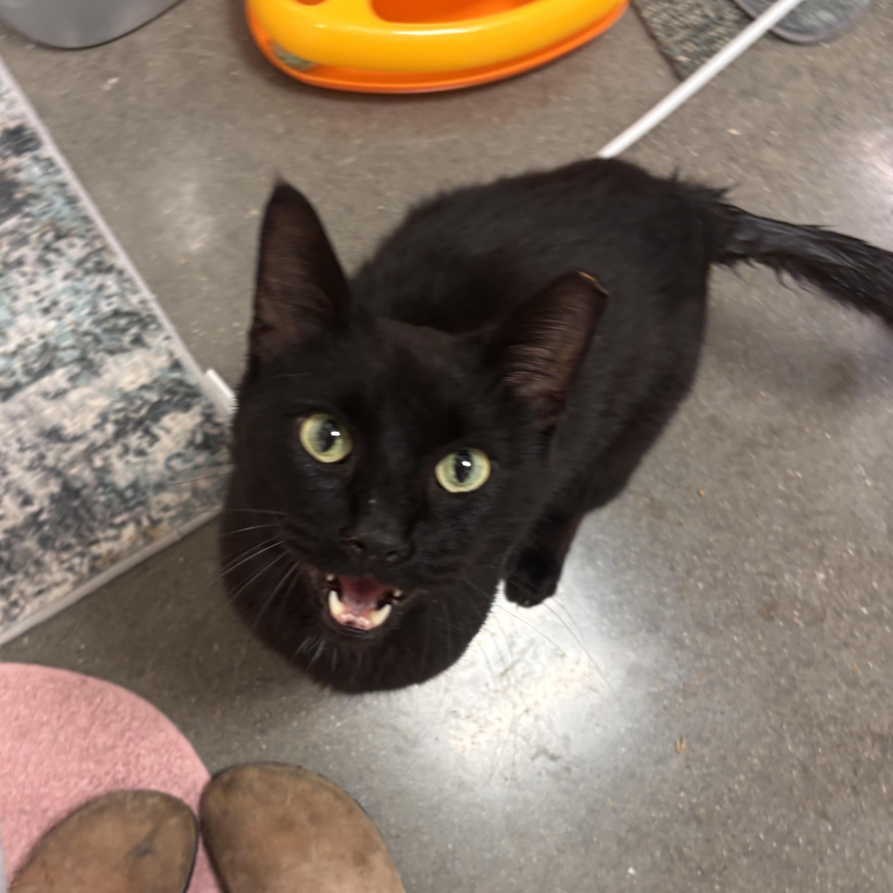Big Eddie, ADOPTABLE, Adult Male Domestic Short Hair.
