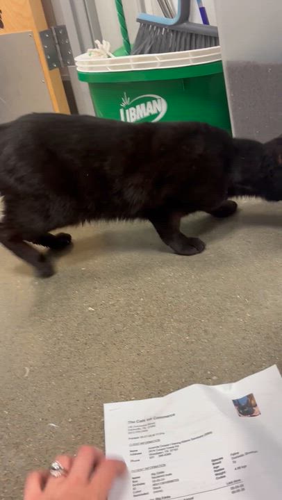 Enlarge Big Eddie, a ADOPTABLE Domestic Short Hair in Woodlawn, TN video 3/3