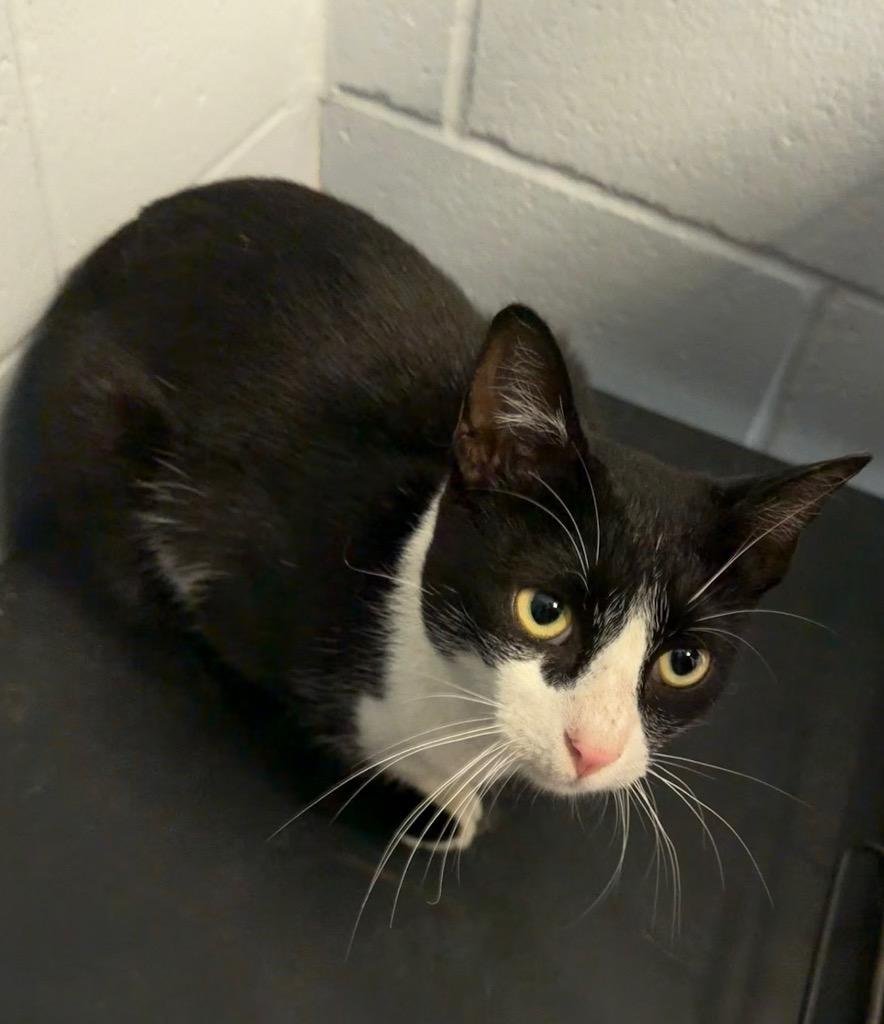 MJ, Adoptable, Kitten Male Domestic Short Hair.