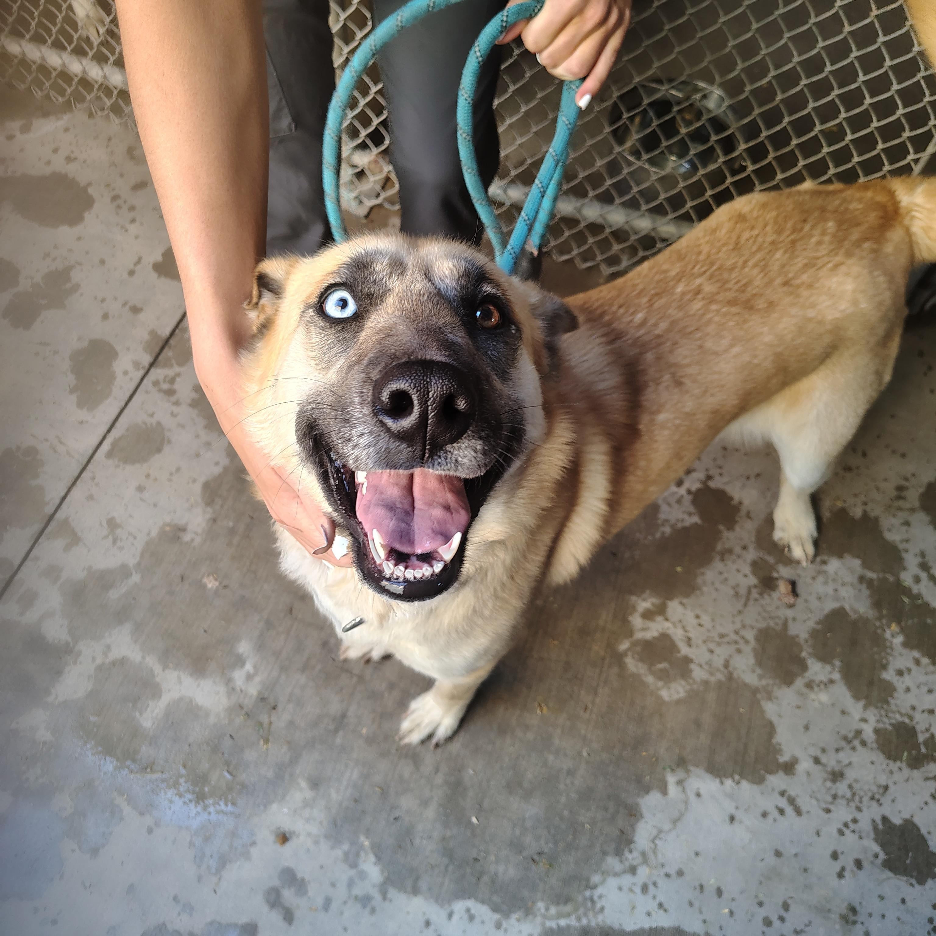 Molly, ADOPTABLE, Adult Female German Shepherd Dog.