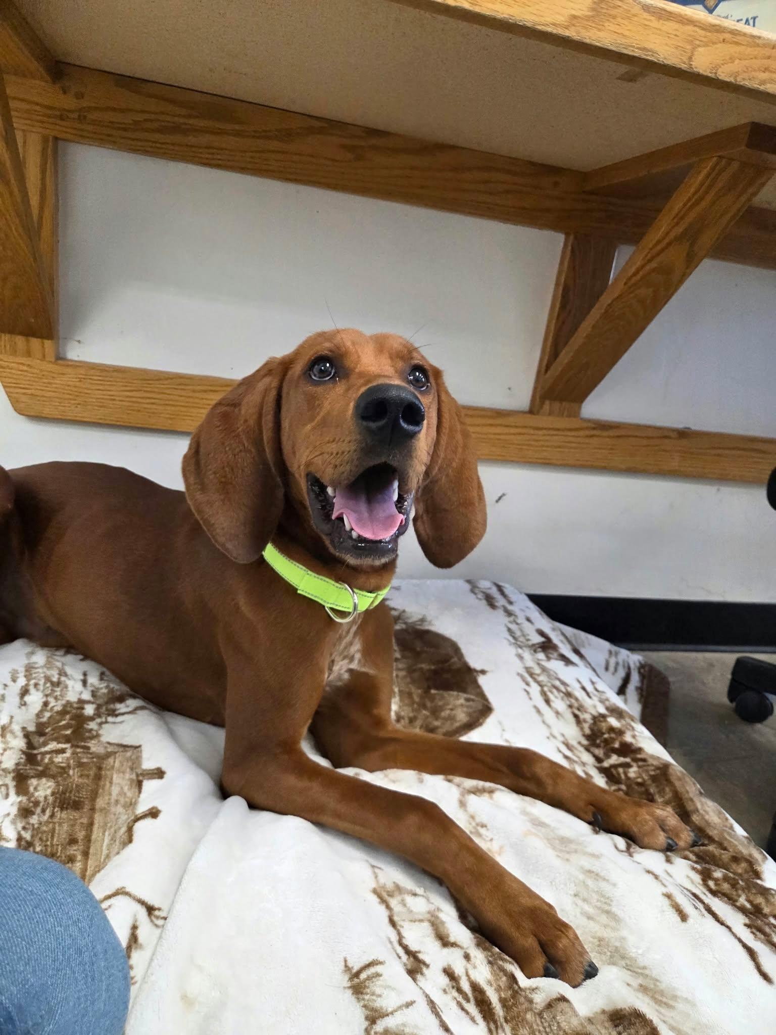 Enlarge Copper, a Adoptable mixed breed in Roosevelt, UT image 1/3