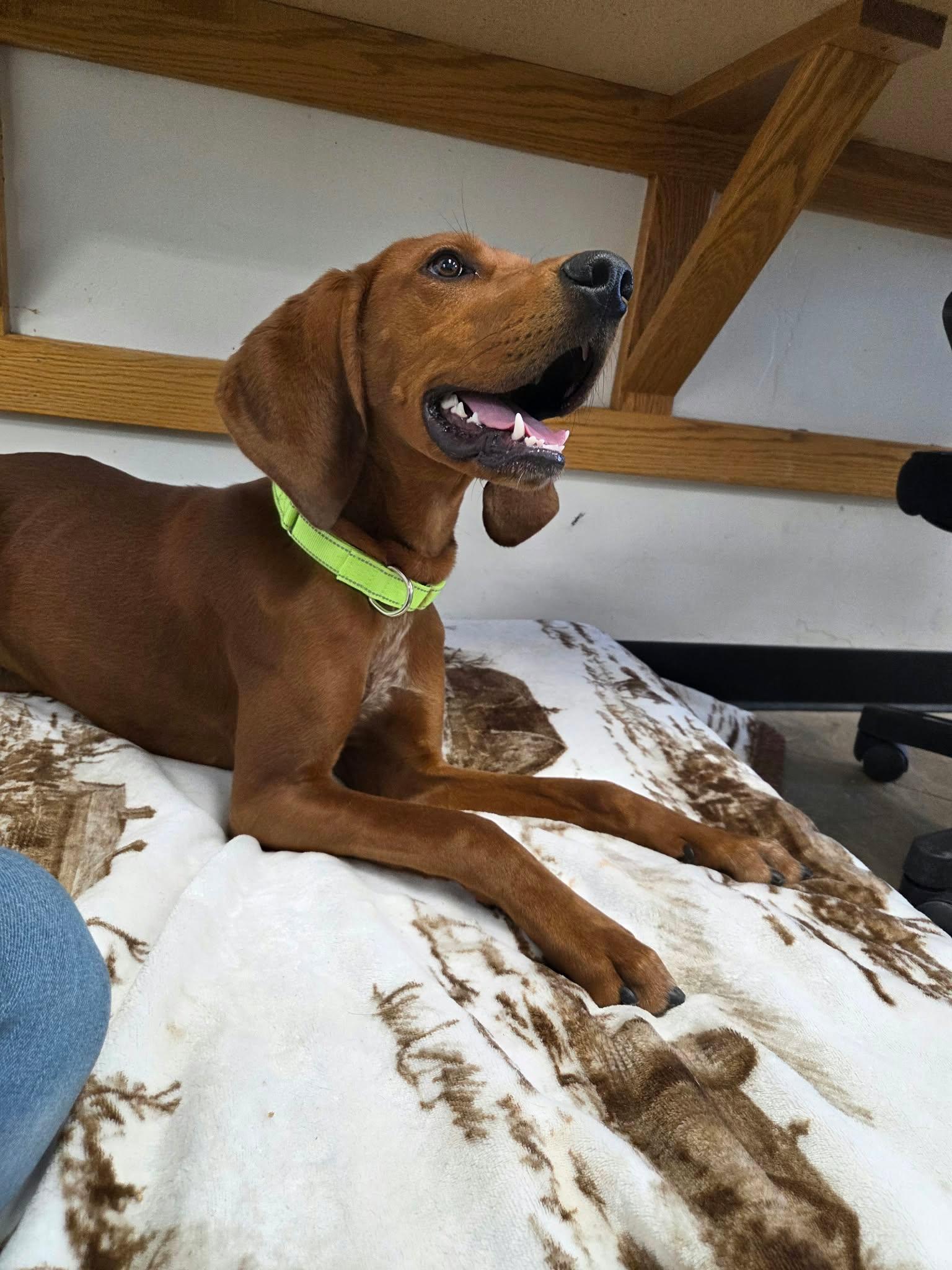 Enlarge Copper, a Adoptable mixed breed in Roosevelt, UT image 2/3