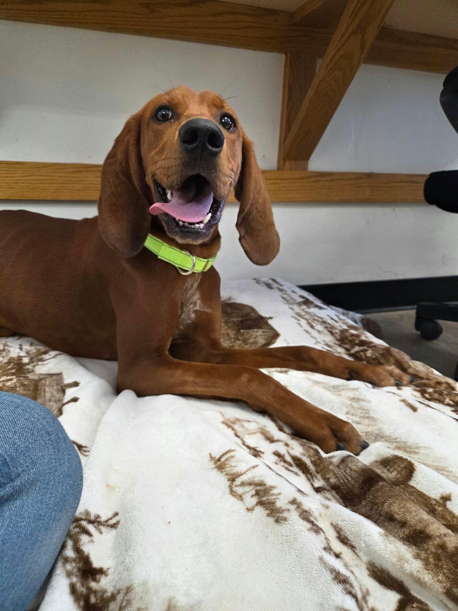 Enlarge Copper, a Adoptable mixed breed in Roosevelt, UT image 3/3