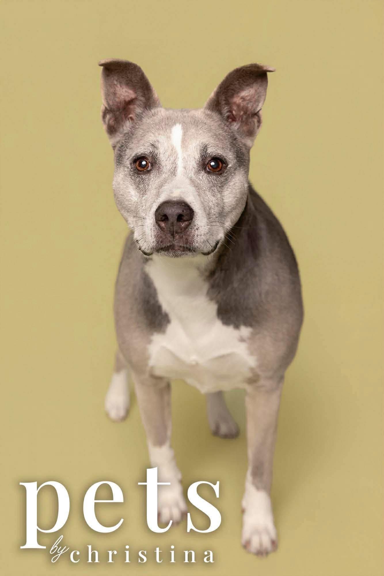 Enlarge Molly, a Adoptable mixed breed in O'Fallon, MO image 5/6