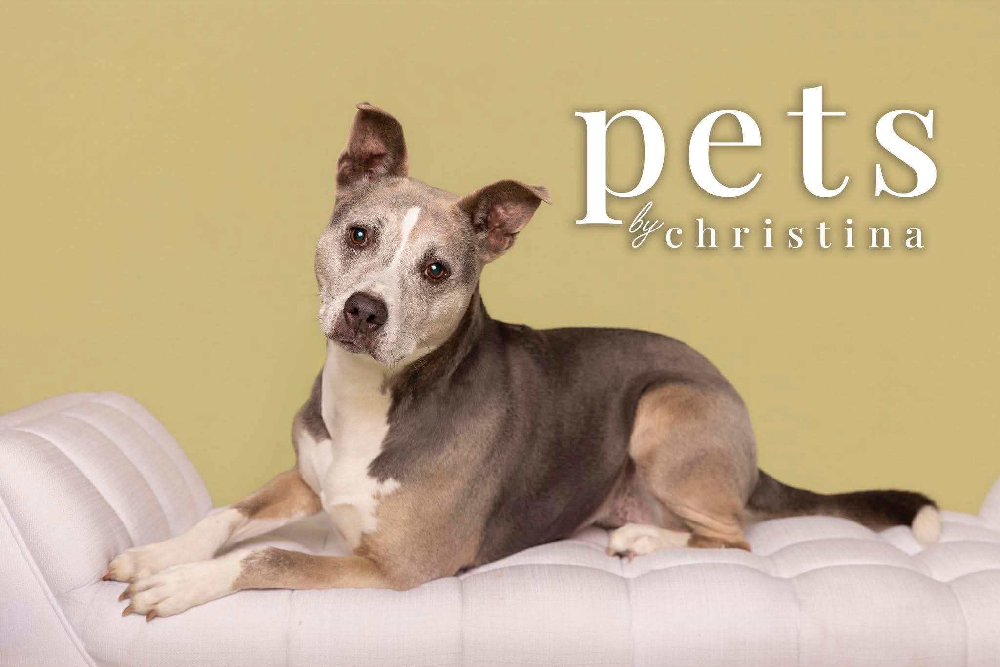 Enlarge Molly, a Adoptable mixed breed in O'Fallon, MO image 3/6
