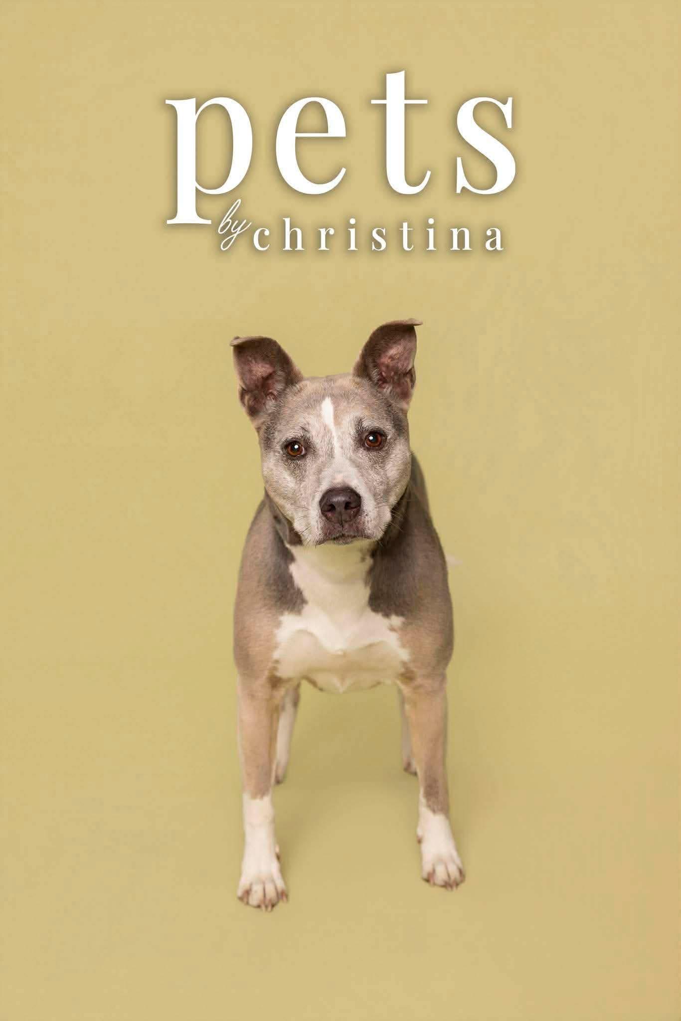 Enlarge Molly, a Adoptable mixed breed in O'Fallon, MO image 6/6