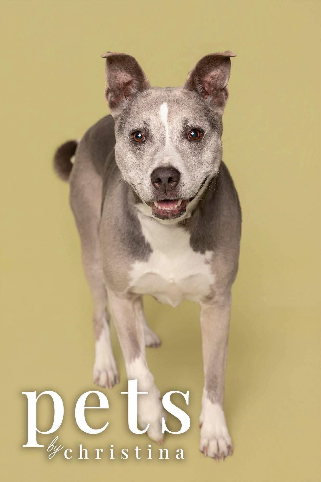 Enlarge Molly, a Adoptable mixed breed in O'Fallon, MO image 1/6