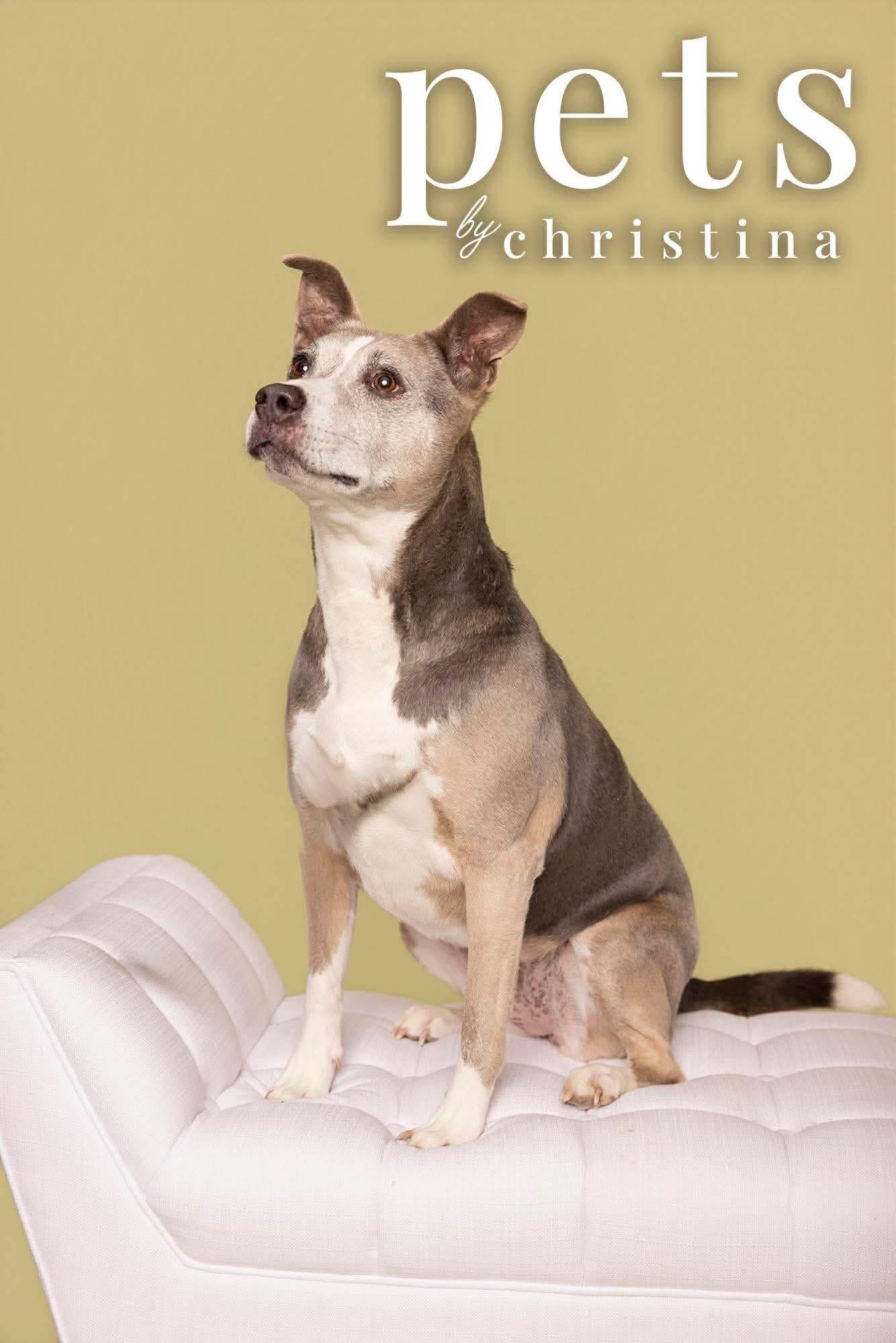 Enlarge Molly, a Adoptable mixed breed in O'Fallon, MO image 2/6