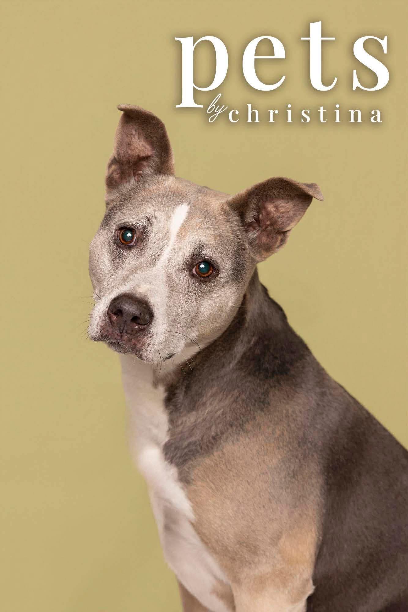 Enlarge Molly, a Adoptable mixed breed in O'Fallon, MO image 4/6