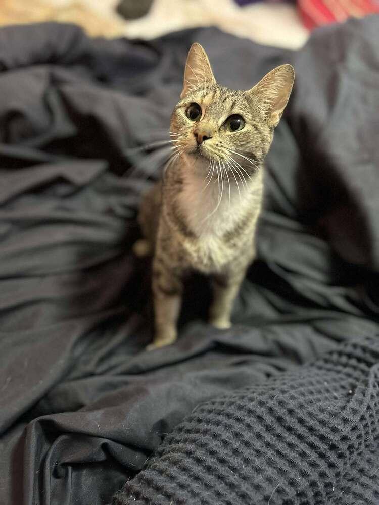 Abigail, Adoptable, Young Female Domestic Short Hair.