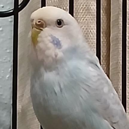 Miss B, Adoptable, Senior Female Parakeet (Other).