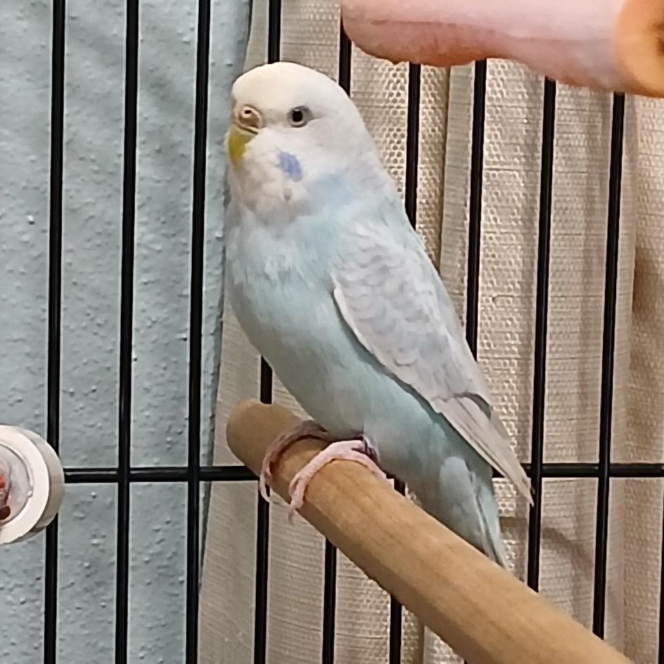 Enlarge Miss B, a Adoptable Parakeet (Other) in Grand Rapids, MN image 2/2
