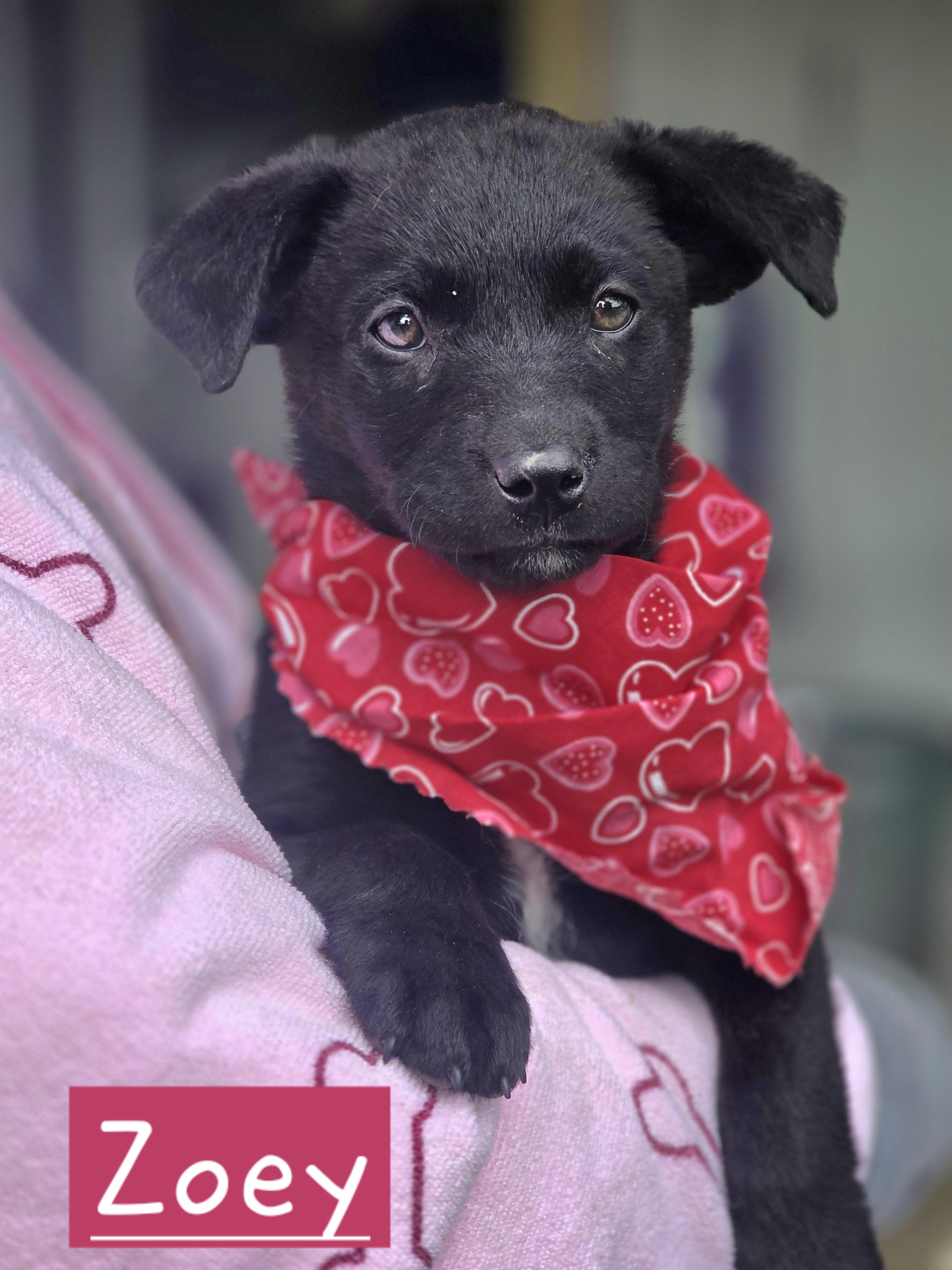 Zoey, adopted, Puppy Female Chihuahua.
