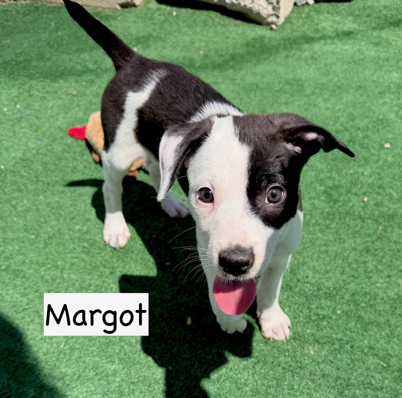 Margot, Adoptable, Puppy Female Boxer & Cattle Dog.